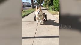 US corgi with serious spine problems can now glide around thanks to specialised set of wheels