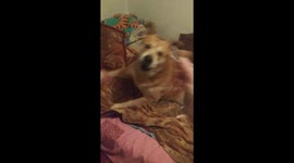 Dog tries to say I love you