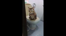 This clever cat uses toilet like a human