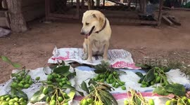 Cute dog sells mangoes at market