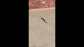 Close call with poisonous snake