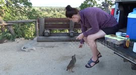 Adorable jumping Natal Spurfowl trying to get something to eat from our breakfast stop.