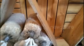 Mushrooms farm in Tanjung Sepat Malaysia