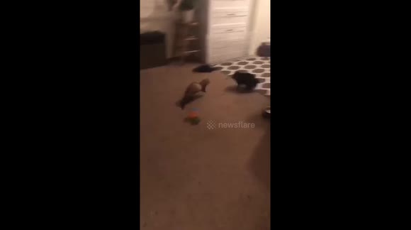 Cat, ferret and bunny make for three adorable playmates