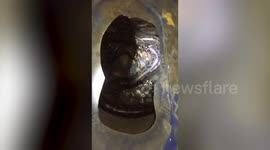 Terrifying moment six wild pythons were found writhing around at the bottom of water tub in Thailand