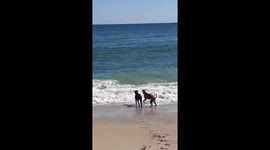 Miami dog pushes her boyfriend into ocean wave ahead of super bowl weekend