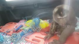 Police detain wild monkey that rampaged through station stealing food