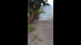 Excited pet bulldog chases firecrackers set off for Chinese New Year
