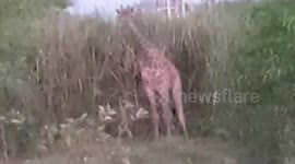 Escaped giraffes spark chaos after breaking free from truck and running along road in Thailand
