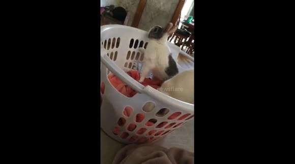 Super Cute Video of a Rabbit and a Cat Eating Together