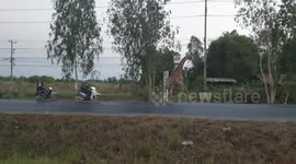 Four men on motorbikes chase after escaped giraffe in Thailand