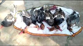 Poachers caught with migratory birds