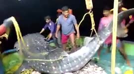 Indian fishermen release endangered whale shark back into sea after it became trapped in their nets