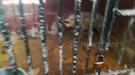 White Hyena Sealed Alone In Iron Cage In Zoo