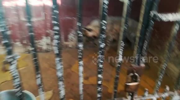 White Hyena Sealed Alone In Iron Cage In Zoo