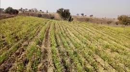 Desperate school administrators engage 50 students to drive away swarm of locusts from infested fields in northwestern India