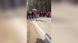 People stop traffic to allow massive python to cross the road in northern India