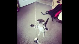 Kitten jumping for mouse on a string