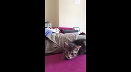 Cute kitten pouncing onto camera at home