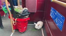 Commuters left bemused after spotting rabbit eating grass while riding London bus