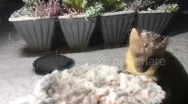 Adorable pine marten visits UK family almost every day