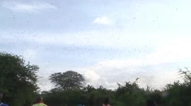 Swarm of locusts devour crops in their path