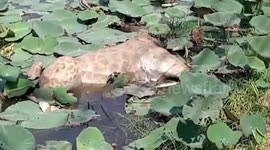 Giraffe found dead two days after escaping truck bound for zoo in Thailand