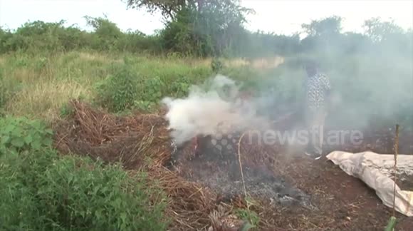 Villagers in Kenya attempt to smoke out swarms of locusts devouring their crops
