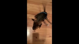 Disabled foster dog who suffers from spine problems after having acid poured on him has first night in his new US home