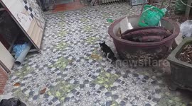The cat catches the mouse fast
