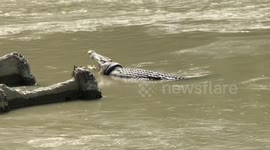 Indonesia offers reward for plucking tyre off giant croc's neck