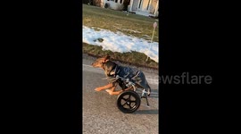 FURTHER FOOTAGE: Disabled foster dog who suffers from spine problems learns to walk after having acid poured on him