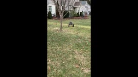 Disabled dog runs to foster mama for the first time s