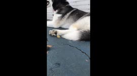 Tri-pawed Siberian husky afraid of caterpillar