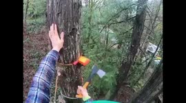 Arborists has terrifying accident