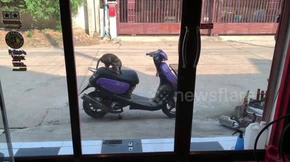 Neighbour S Cat Caught Scratching Motorcycle Seat Buy Sell Or Upload Video Content With Newsflare