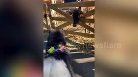 Husky Frightened When Cow Kisses Him