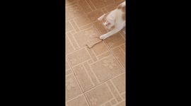 Pet Cat Chases Snake Around Kitchen Floor