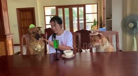 Pampered rescue dogs enjoy lunch at dining table