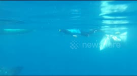 The Gorontalo Tame Whale Shark makes tourists addicted to swimming together