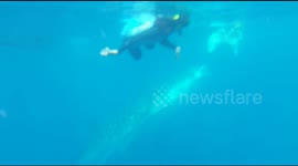 Whale sharks are friendly in Gorontalo and are friendly with tourists