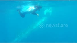 Whale sharks are friendly in Gorontalo and are friendly with tourists