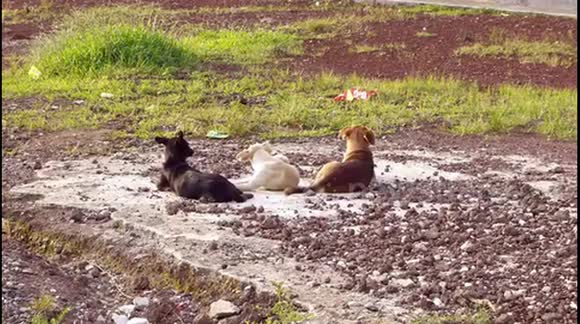 Three Dogs Resting In A Park