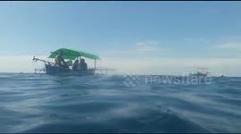 Hospitality of whale sharks with local tourists