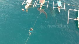 whale sharks in Gorontalo Indonesia