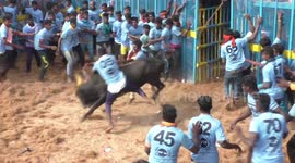 Jallikattu Competition at the Maavayal Wild Ayyanar Kovil festival in Southern India