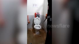 Thai factory worker shocked after finding cobra in the toilet
