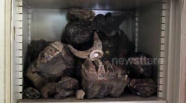 Thai Buddhist devotees shocked after finding late monk's hoard of prehistoric elephant fossils