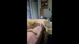 Angry Cat and Playful Dog