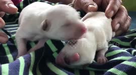 This Thai puppy born with one eye is described as a 'real-life cyclops'